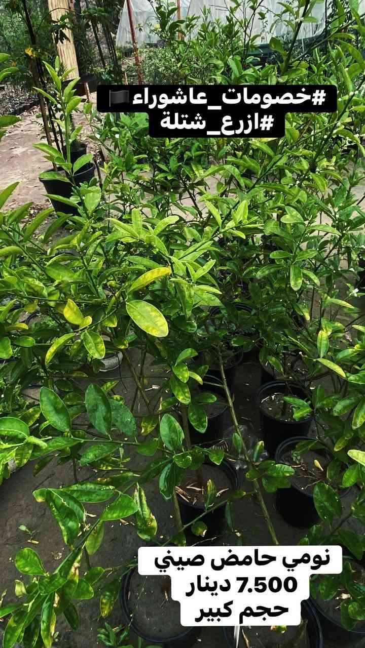 🌳 سلام عليكم جميعاً 🌳

🏴 #خصومات_عاشوراء 🏴

فقرة جديدة ندعم ونحث على زراعة 🌳 شجرة في ايام #عاشوراء_الحسين 

بمناسبة أيام عاشوراء الخالدة، واستلهاماً من قيم العطاء والإصلاح التي جسدها الإمام الحسين (عليه السلام)، يسرّنا أن نعلن عن خصومات عاشوراء الخاصة على مختلف النباتات والأشجار.
ندعو الجميع إلى المساهمة في نشر المساحات الخضراء والتشجير، فغرس شجرة اليوم هو صدقة جارية وأثر طيب للأجيال القادمة.
🌿 خصومات مميزة�🌳 أشجار ونباتات متنوعة�🌱 معاً نحو بيئة أجمل وأكثر خضرة
أهلاً وسهلاً بكم.

((     عن الإمام جعفر بن محمد الصادق قال:

“الزارعون كنوز الأنام، يزرعون طيباً أخرجه الله عز وجل، وهم يوم القيامة أحسن الناس مقاماً وأقربهم منزلة.)) 

( ملاحظة ) الاسعار داخل كل صورة 
تشمل جملة ومفرد ☘️
#ازع_شتلة
#من_اجل_بيئة_نضيفه🌱
#عدم_التصحر 🪾


**إذا كنت صاحب هذا الإعلان وتريد حذفه لأي سبب، رجاءا أرسل رسالة إلى الدعم الفني**