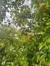 الصويرة • ١٣٠٦م • بستان نخيل