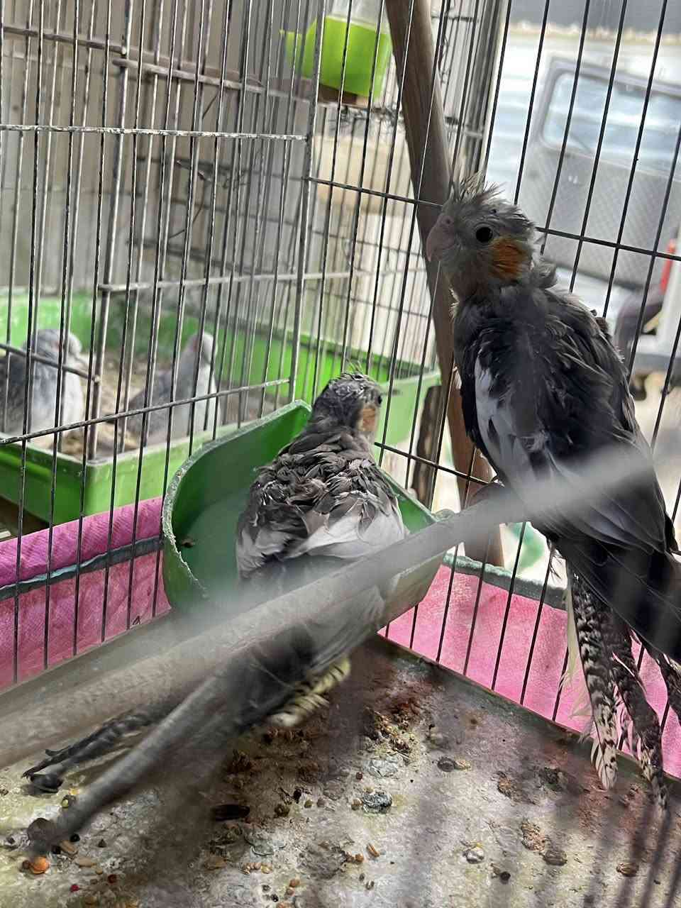 ئەم دو بەجکە فرۆشتن هەردوکی  قوفلی ٢٥


**إذا كنت صاحب هذا الإعلان وتريد حذفه لأي سبب، رجاءا أرسل رسالة إلى الدعم الفني**