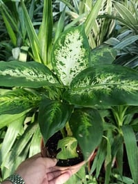 بابونج ستور • نباتات ضلية • توصيل المحافظات