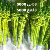 مكواة بخارية • كلار ليوا جامع البخاري • شارع 2000