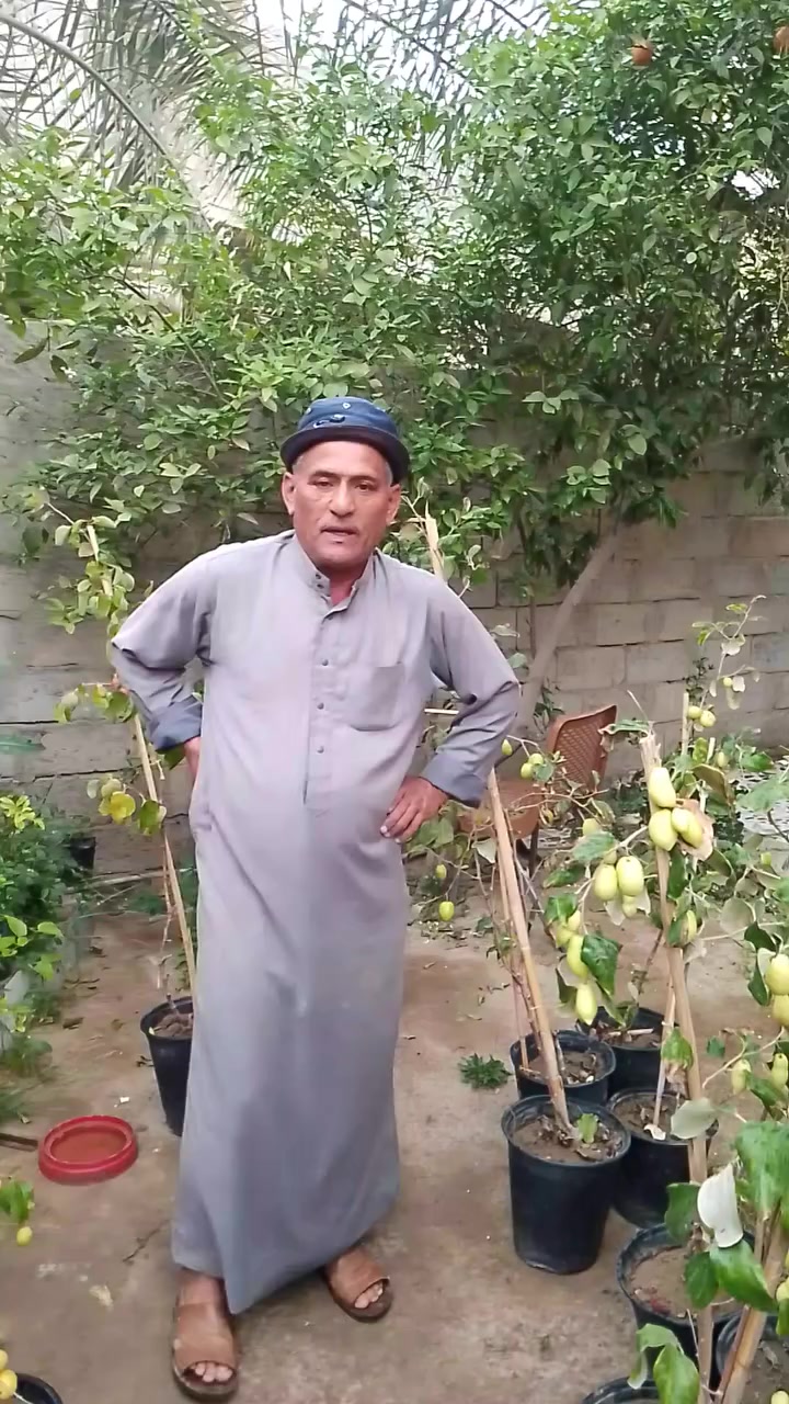 ومن الله التوفيق اخوكم حاتم العبيدي محافظة ديالى قرية الحديد حي الاملاك المدخل الثاني سعر الشتله 13 الف التواصل ***********
