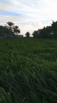 البيع حشيش برسيم زائد شعير  4 دونم على طريق دوايه قريه البخلف ***********
