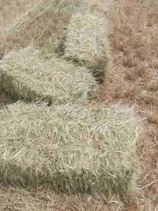 ✅مرحبا بك ☎️05.61.16.50.42☎️
 بلوطة 40الف لقمح 40الف شعير بلوطة خرطال50الف بوطة
✅مقر طارف بلدية عين خيار
✅رقم هاتف 05.61.16.50.42
✅توصيل 69الايات


**إذا كنت صاحب هذا الإعلان وتريد حذفه لأي سبب، رجاءا أرسل رسالة إلى الدعم الفني**