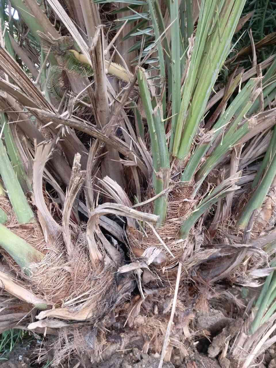 سلام عليكم للبيع فسائل نخيل بحجم كبير  فسائل نخيل من صنف الشويثي الممتاز جاهزة للغرس المباشر ​الحجم كبير وممتاز كما هو موضح في الصور
السعر: 10 الف دينار فقط للفسيلة الواحدة
​للاتصال والحجز: ***********
