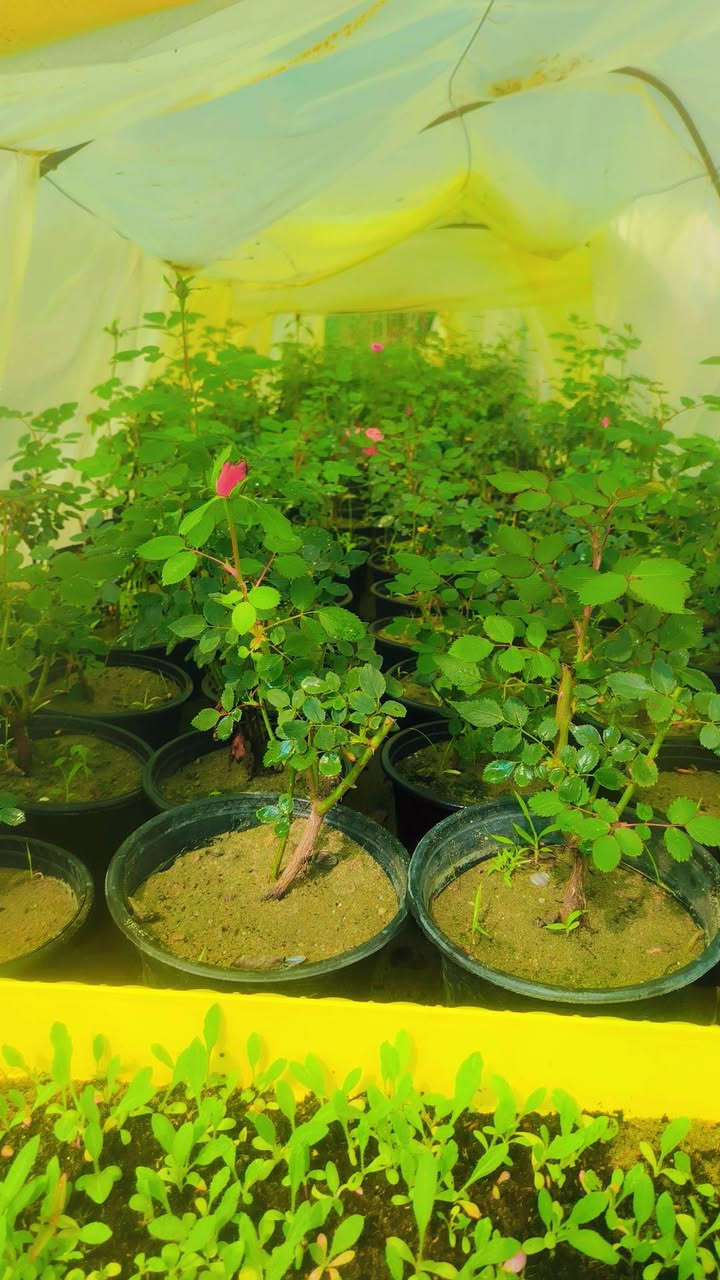 يا الله 🌹
يتوفر  ورد الجوري السلطاني العطري
من أطيب وأجمل أنواع الورد، عطره قوي وشكله يفتح النفس.
كميات خير من الله
والأسعارمناسبة ان شاءالله للجميع إن شاء الله.
📍 العنوان:
مشتل العذاري – شارع زوبع – الصوب الصغير
📞 للحجز والاستفسار:
***********
يتوفر توصيل داخل غماس 
أهلاً وسهلاً بالجميع 🌿
