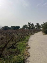 محتاج فلاح • حمضيات برتقال لومي • البوعجيل تكريت