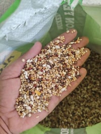 أعلاف الشمس • محل أعلاف • طعام الحمام