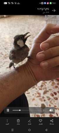 بلبل اليف • ياكل لوحده • بيجي