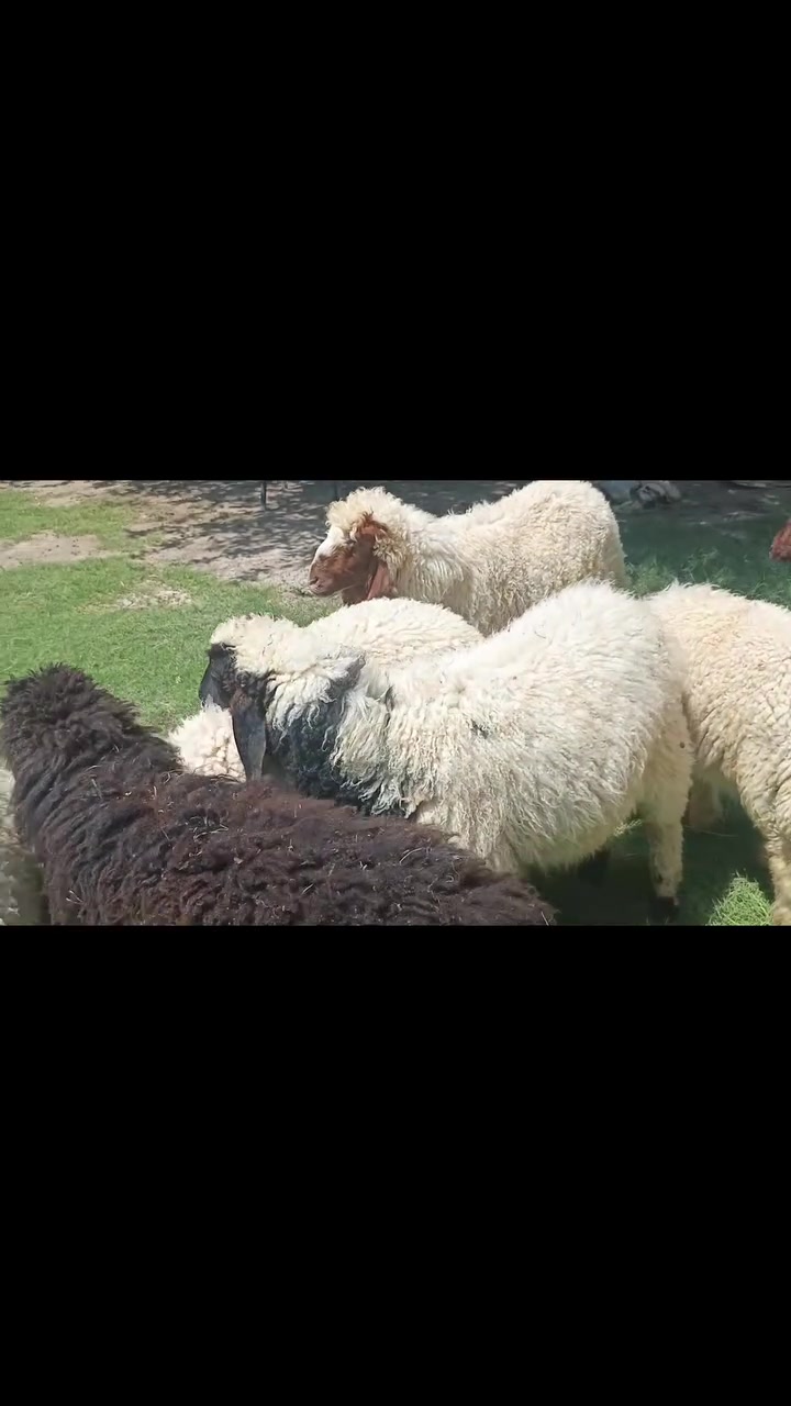 سلام عليكم عندي طليان للبيع ***********
