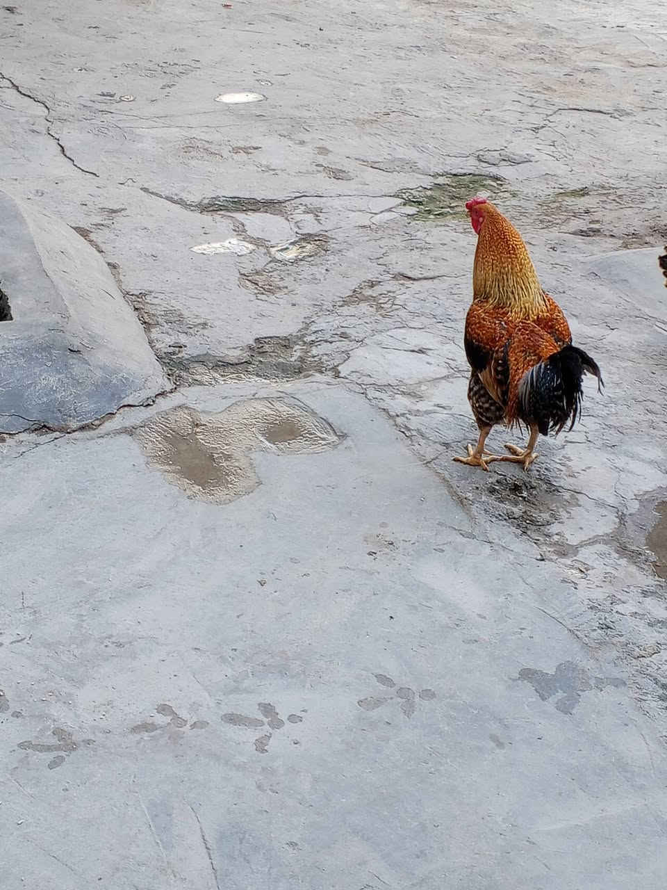 ديج عرب للبيع سعره 25 بي مجال


**إذا كنت صاحب هذا الإعلان وتريد حذفه لأي سبب، رجاءا أرسل رسالة إلى الدعم الفني**