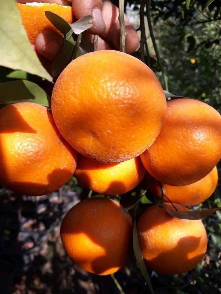 #مشتل_نور_الهدى  **يرحب بكم**  
تتوفر في مشتل نور الهدى شتلات لأصناف من الحمضيات
لانكي عراقي 
لالنكي هندي
لالنكي عسلي
اسماعيل. *********** 
احمد.     *********** 
العنوان محافظة الانبار- حديثة صعدة الحي العسكري 
مقابل سالم للادوات الاحتياطية / ومجاور فلس ونص
