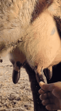 بسم الله الرحمن الرحيم اللهم صلِّ على محمد وآل محمد دابه لجبه واحد على واحد نطيه شرط الحليب ول دسم شراي يتصل ويدل المكان بغداد ابو غريب يوجد توصيل سعر قفله 1700ماشاء الله  ***********.... ***********
