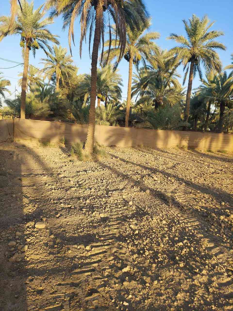 مزرعه للبيع مساحته دونم طابو زراعي سند٢٥
صالحه للزراعه والسكن بيه نخل حمال زهدي وخستاوي مزروعه كل موسم مظروبه بي آر سي بيه ماء اساله ماء سقي كهرباء بيه عنوان حله ورديه خارج قرب مطعم الرضوان الاتصال 
على رقم الهاتف 

***********
