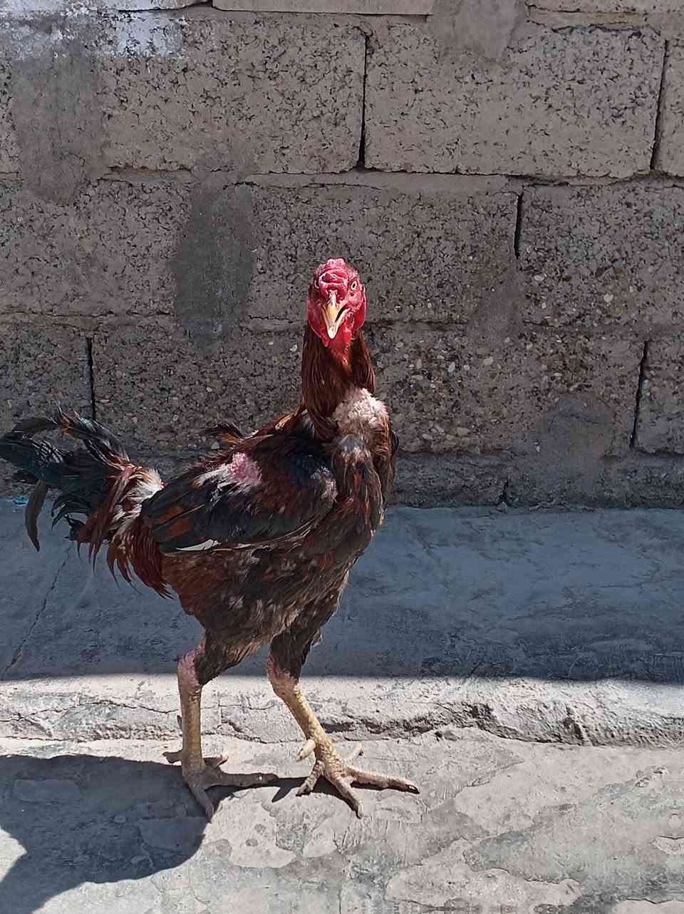 سلام عليكم. ديك هندي البيع وشراي يجي خاص 
وسعر مناسب


**إذا كنت صاحب هذا الإعلان وتريد حذفه لأي سبب، رجاءا أرسل رسالة إلى الدعم الفني**