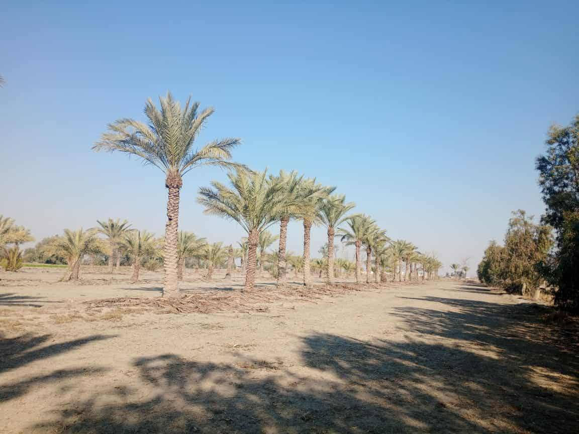 دوانم جميله موقع جيد التاجي ذراع دجلة طابو سند 25 خدمات كاملة ماء اسالة وسقي وكهرباء وسوق مدارس منطقة ريف كلش حلوه الحياة هنا تختلف عيش برفاهيه                (اخذلك 3دونم 7500 متر او 4 دونم 10000 متر سعر الدونم 30  مليون )
رتب بيهة مزرعه عائليه ترتاح كلش البناء مسموح سوق مدارس كلش حلوه المنطقة وقريبه على بغداد 
اي استفسار بخصوص الدوانم على الرقم ‏‪***********,‬‏ واتساب 🌴🌴
