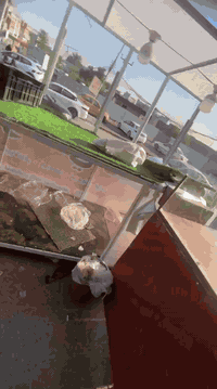 سلام عليكم ميز عدد2 للبيع عنوان مدينه صدر ***********
