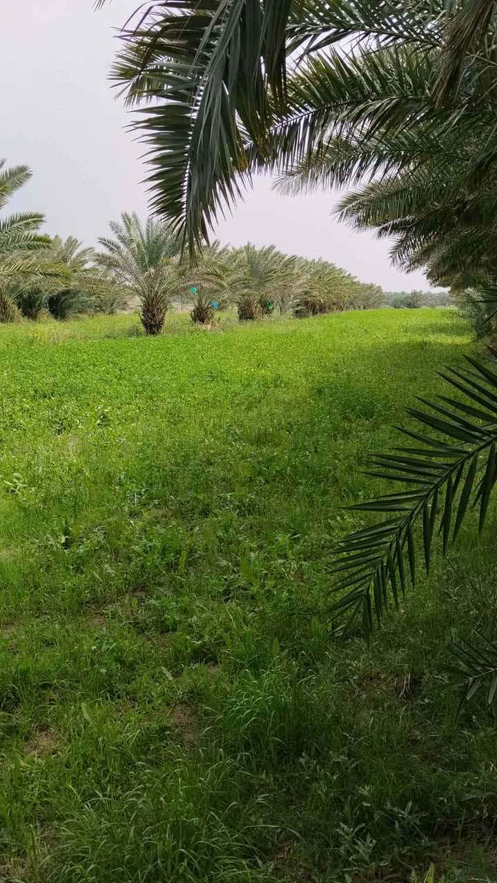 🌴🏡 إعلان مزرعة طابو صرف للبيع 🏡🌴
✨ فرصة نادرة لعشاق المزارع والاستثمار الزراعي ✨
📍 الموقع: الشطرة – العواد الرعدة، قبل الشيخ سميع، على الشط مباشرة مقابل آل سيد حمد.
📐 المساحة: 6 دونمات 📄 نوع الملكية: طابو صرف
🌴 مواصفات المزرعة: ✅ أكثر من 250 نخلة من أجود الأنواع والدرجات الأولى. ✅ نخيل شويثي وبريم أحمر بإنتاجية ممتازة. ✅ أشجار مثمرة متنوعة (تين، تكي، عنب). ✅ بستان خاص بالبيت مزروع حالياً بالبطيخ والبامية ومحاصيل موسمية متنوعة.
🏠 بيت سكني متكامل داخل المزرعة: ▪️ غرفتا نوم ▪️ صالتان ▪️ مطبخ ▪️ صحيات داخلية وخارجية
🏛️ مضيف (ديوانية) فخم ▪️ بطول 12 متر ▪️ جاهز للاستقبال والمناسبات
⚡ الخدمات متوفرة بالكامل ✅ خطان كهرباء وطني ✅ خط ذهبي مستمر ✅ أمبير سحب
💧 السقي مباشر من الشط الرئيسي (مشروع البدعة) طوال السنة.
⭐ ملاحظة مهمة جداً: المزرعة محددة من 3 شوارع، والجهة الرابعة شاطئ نهر مباشر، مما يمنحها خصوصية عالية وانعزالاً تاماً، مع سهولة الوصول إليها من عدة جهات وموقع مميز جداً للسكن والاستراحة والاستثمار.
💰 السعر: راسلونا وتدللون
📞 للاستفسار والمعاينة الوسيط علي للعقار 📱 ***********
🔥 مزرعة طابو صرف متكاملة تجمع بين السكن، الاستثمار، الإنتاج الزراعي، والخصوصية بموقع مميز جداً. 🔥🌴
