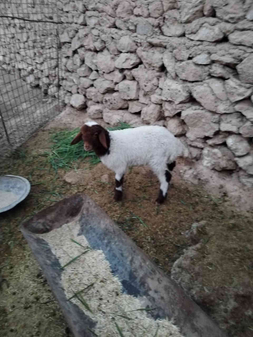 سلام عليكم متاح طلي ياكل نصاح على كل عيب فول مواصفات سعر ١٨٥ بي مجال بصيط مكان حديثه ليريد يجي خاص او يتصل على رقم ***********
