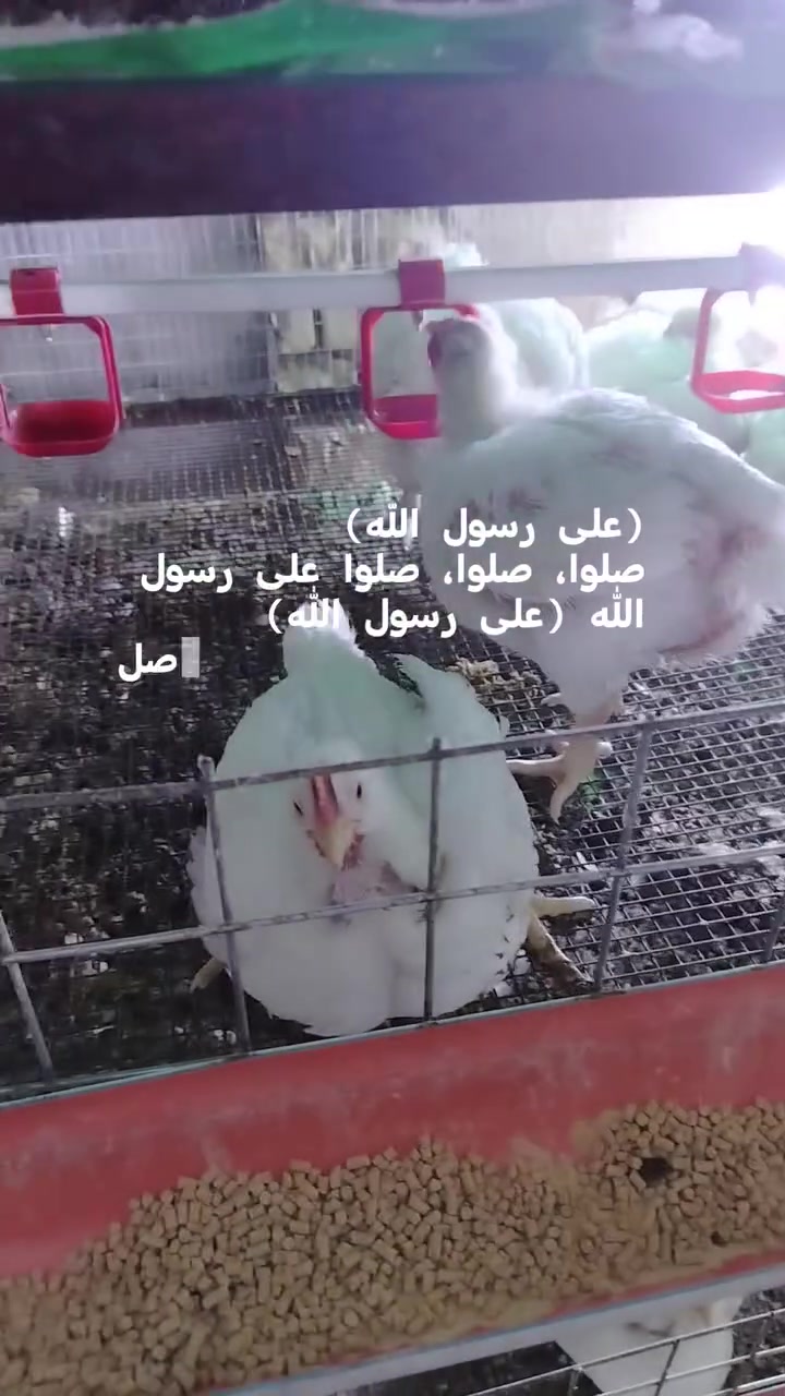 سلام عليكم
دجاج لحم للبيع
العدد 450
معدل 2250 تقريبن
دجاج نضافه او نصاحه خير من الله ماماخذات علاجات ابد
مكان شيخ حمد
البيع يكون شلع شلع
***********
اسعر ويه سوك
