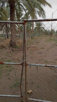 كاع زراعيه • ٢ دونم • بابل محاويل