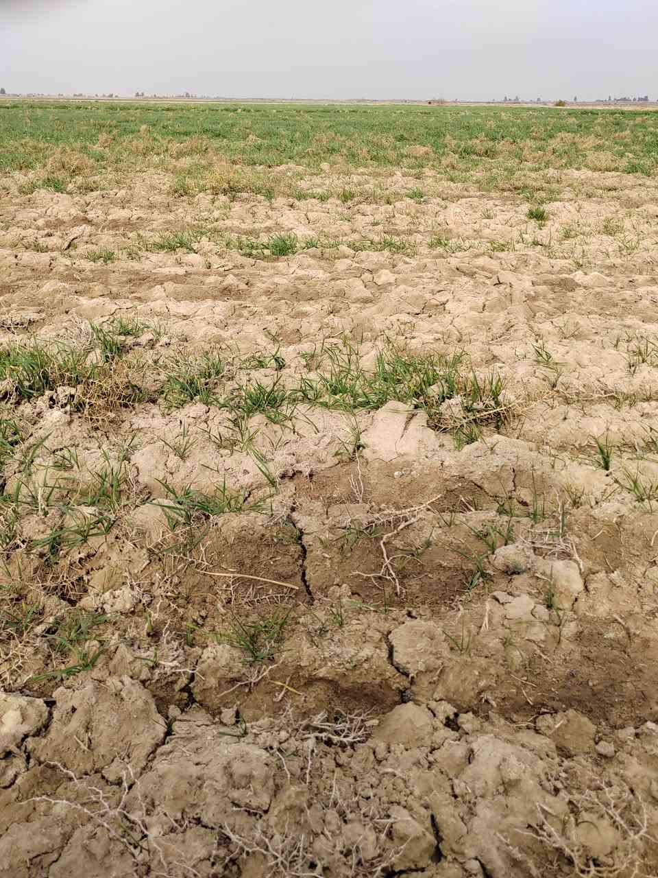 السلام عليكم ورحمة الله اخوان أرض زراعيه ٦٤دونم كهرباء مدرسه شارع تبليط يبعد عنه ٣٠٠متر الاتصال على الرقم ***********
