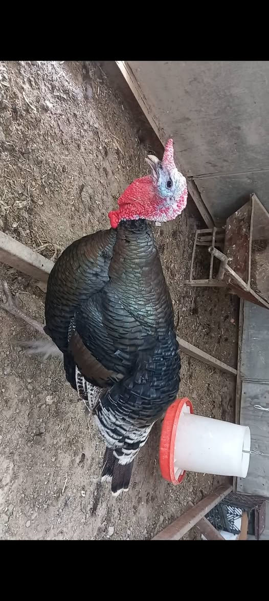 متاح فحل افسيفس السعر ٧٥ المكان بابل دبله


**إذا كنت صاحب هذا الإعلان وتريد حذفه لأي سبب، رجاءا أرسل رسالة إلى الدعم الفني**