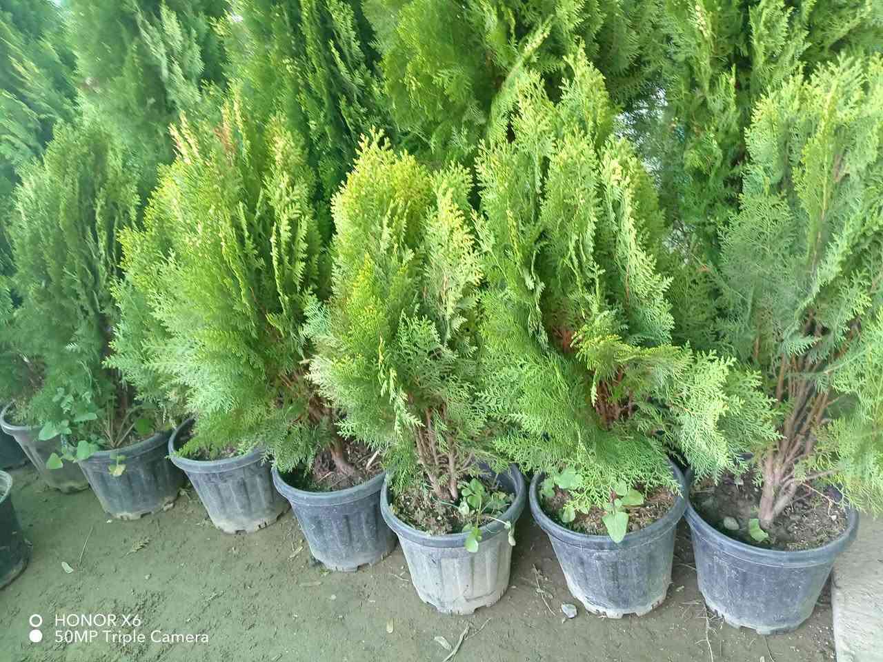 وصلتنا وجبة جديدة من انواع شتلات وزهور عنوان شارع علوة مخضر قريب دائرة نفوس الاتصال ٧ ٠٧٧٠١٠٠٧١٧ ***********
