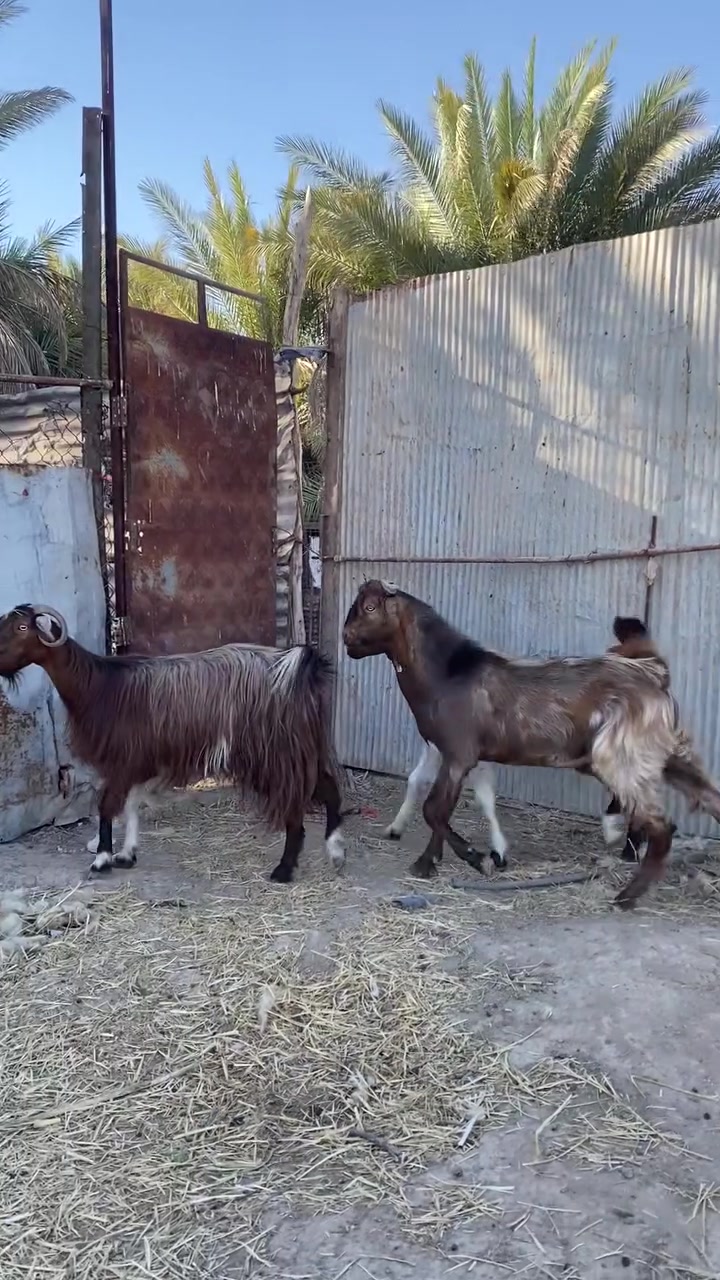 جذعه ام ثالث وراها جدي وصخله بناتها اكبر منها 
مكاني الفلوجه النساف 
سن شطر ونصاح تريد تفريد ابيعلك كلشي وسعره 
الشراي يتفضل خاص 🩵


**إذا كنت صاحب هذا الإعلان وتريد حذفه لأي سبب، رجاءا أرسل رسالة إلى الدعم الفني**
