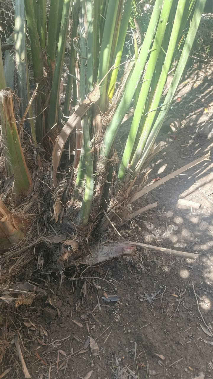 السلام عليكم نخل برحي للبيع صغار سعر مناسب وعندي كبار عنوان قضاء عز الدين السليم الهوير


**إذا كنت صاحب هذا الإعلان وتريد حذفه لأي سبب، رجاءا أرسل رسالة إلى الدعم الفني**