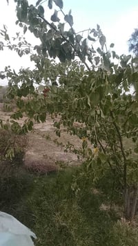 تطعيم سدر • موسم التطعيم • داخل الرفاعي