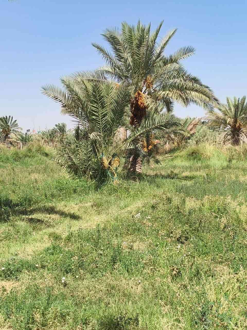 ارض زراعيه 18دونم عقد 35 تحتوي اكثر من 300نخله مختلف الانواع ع طريق الدغاره باقي التفاصيل ع الخاص
***********
