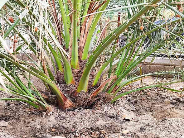 السلام عليكم ورحمة الله وبركاته
يتوفر فسائل نخيل #برحي نسيجي عدد الفسائل 7 العنوان  البصرة القبلة حي الشهداء لتواصل ***********
(الاسعار مناسبة) 
#وافق ادمن مع الشكر والتقدير
