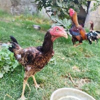 دجاجه هراتيه • للبيع