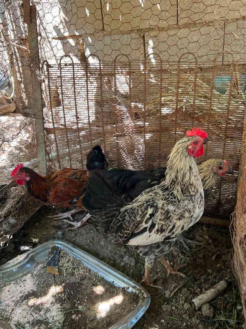 متاح 3 ديوكة عرب حلوات مال جنيه السعر 30 الف للكل شراي يراسلني خاص مكاني حديثه حي الثمانيه


**إذا كنت صاحب هذا الإعلان وتريد حذفه لأي سبب، رجاءا أرسل رسالة إلى الدعم الفني**