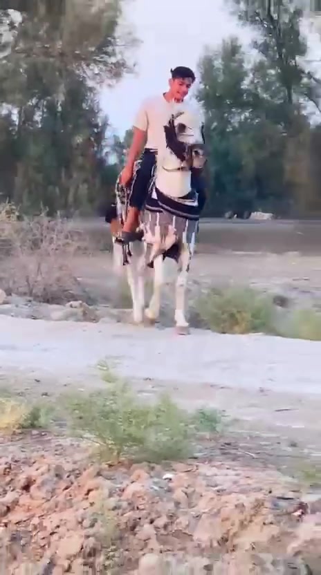 يالله سلام عليكم فرس عربيه راقيه بلخياله  عمرهه 4 عليهه 5شهرر مكفوله من كل عيب ب 800 شراي خابرني ونشالله مانقصر  واتساب  ***********..  *********** خاص مفتوح وشراي بعيوني
