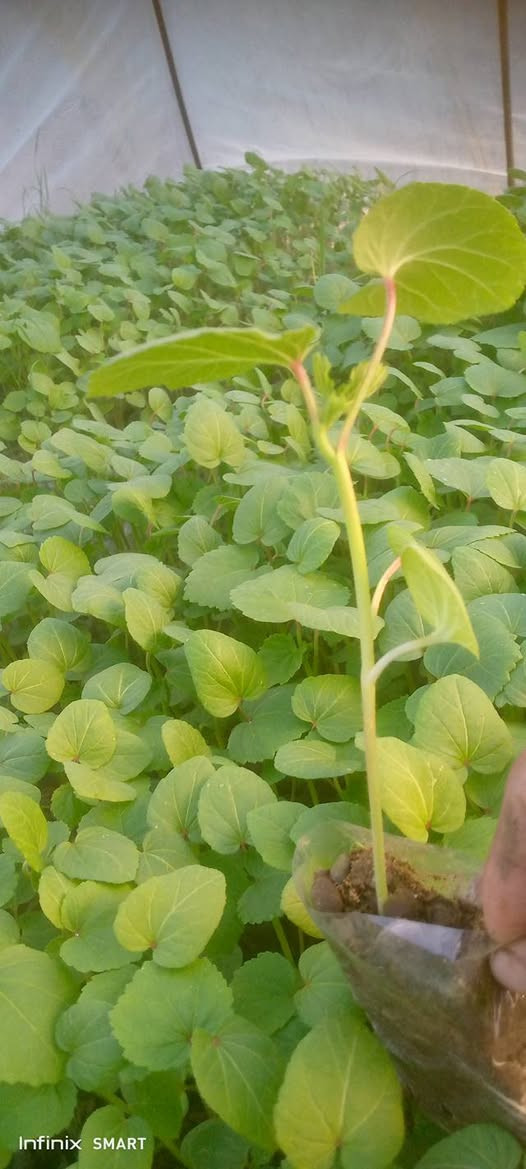 سلام عليكم  يوجد دايات بانيه وبيذنجان وطماطه كويسه  درجه ارلى للستفسار تصل *********** المكان ديوانيه
