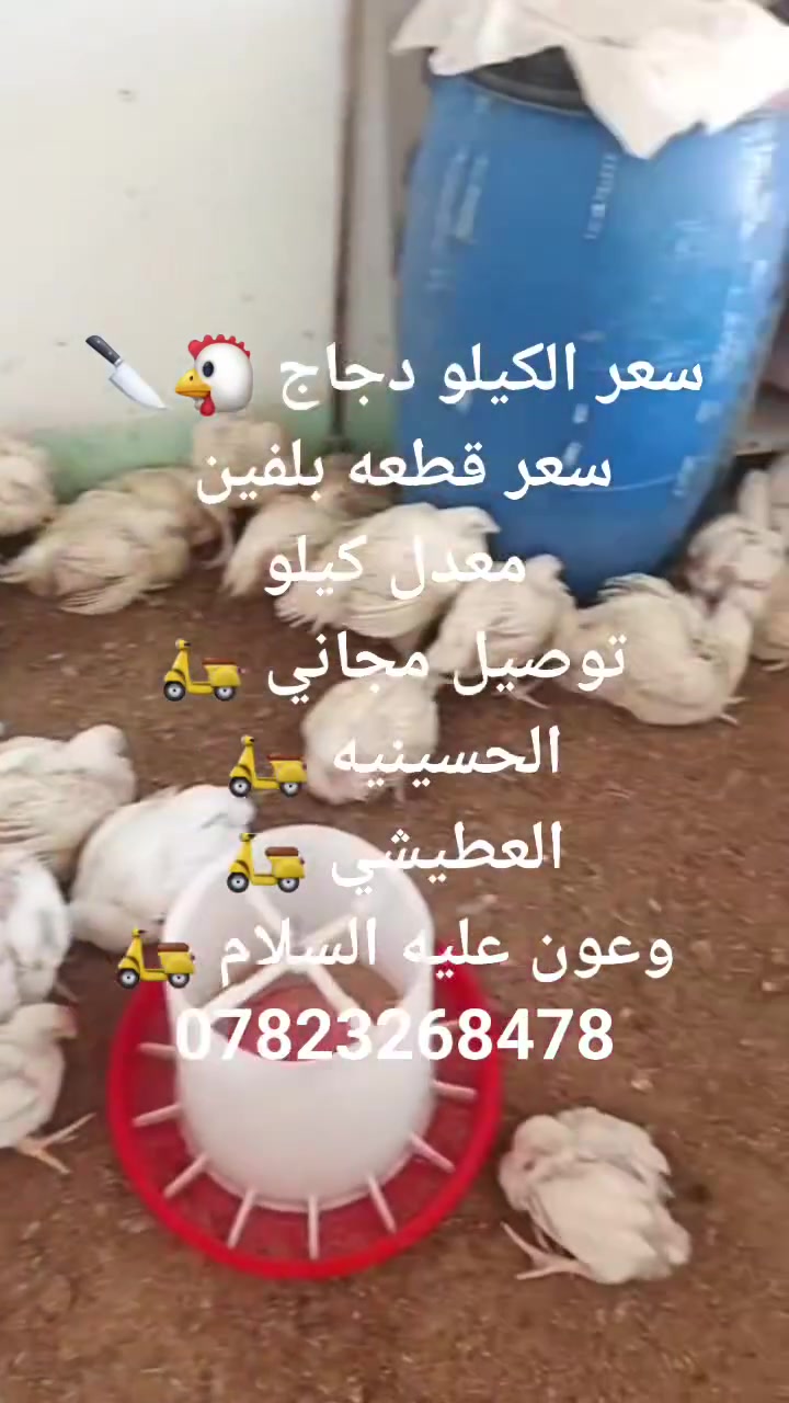 سعر الكيلو دجاج 🐔🔪 سعر قطعه بلفين 
معدل كيلو
توصيل مجاني 🛵
الحسينيه 🛵
العطيشي 🛵
وعون عليه السلام 🛵
***********
