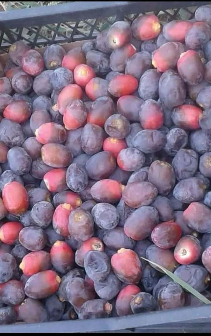 متـــــوفــــر
فسائل بربن
سعر الفسيل ب 30 الف
***********
