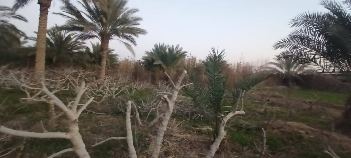 سلام عليكم من رخصت ابو الكروب مزرعة اللبيع مساحة دونمين طابو بستنة سند مستقل بسم شخص واحد تحتوي على نخل برحي وتين وحمضيات خدمات كاملة كهرباء وماء اسألة وماء سقي العنوان طريق السنية جهة زوار على شارع العام مباشر الاتصال على الرقم ***********
