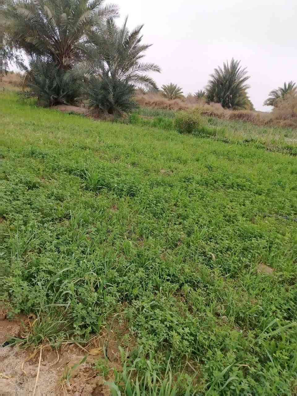 سلام عليكم دونم ونص للبيع ع طريق السنيه خلف معمل الكاشي سيد ابراهيم متوفر كافه الخدمات تبليط بالباب مالتهه   يوجد مدرسه  ومركز صحي يشتغلون بي
كهرباء مي اساله مي سقي

للاستفسار الاتصال ***********
