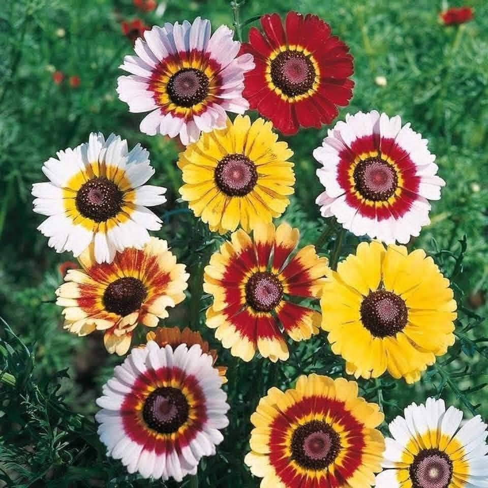 متاح لدينا بذورها بذور نبات ورد عين البقره
الطلب والحجز واتساب *********** السماوه أو مراسلة الصفحه يوجد خدمة توصيل طلبات داخل السماوه ولكافة المحافظات لباب البيت أنواع البذور الاستوائية النادره
