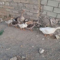 للبيع