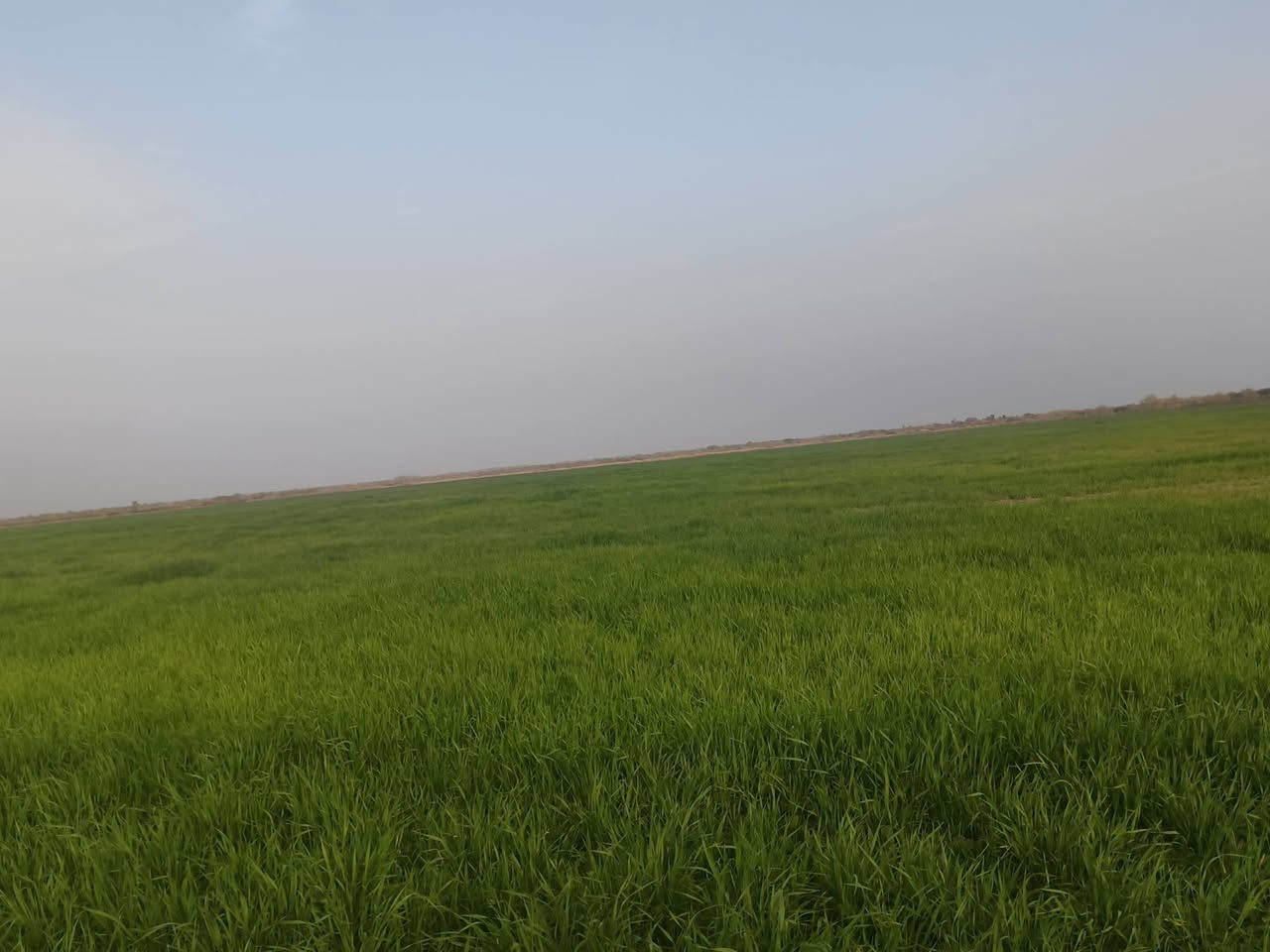 ارض زراعيه  للبيع مع ثلاث منازل سكنيه  ،للاستفسار :*********** ميسان
