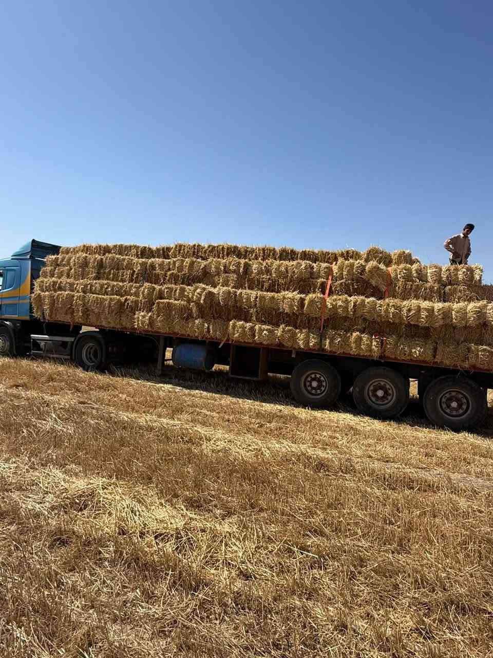 تبن واصل زوج 3500
اتواصل على رقم ***********
***********
