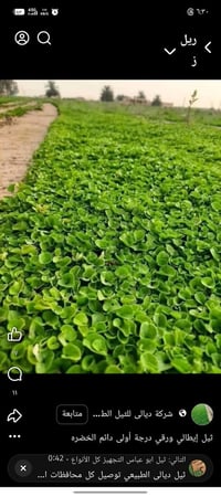 ثيل هندي • شتلات • توصيل محافظات