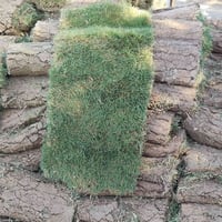 ثيل هندي • الناصريه • متر مربع