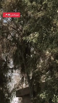 سونليك • ٢٠٠سي سي • اوراق منفيس