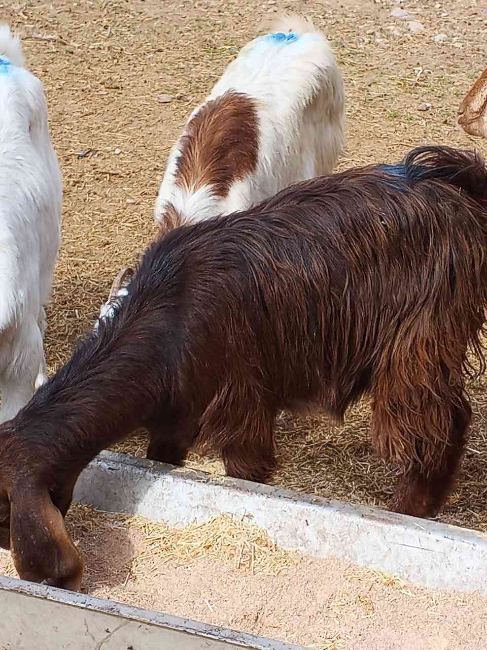 يوجد جدعات مال جنيه شرط نصاحه بيجي الحي العصري رقم المبايل ***********
