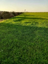 ثيل هندي • درجة اولى • مشتل نعناعه